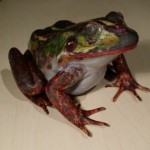 Teichfrosch Modell