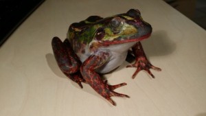 Teichfrosch Modell